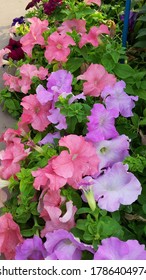 The Beautiful Blue Moon Flowers At Mughal Garden, President House, India