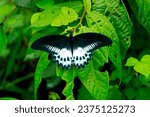 Beautiful Blue Mormon Butterfly resting on a leaf