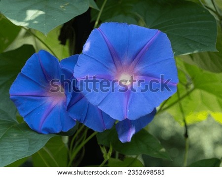 beautiful blue morning glory blooming in summer