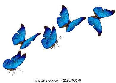 Beautiful Blue Morpho Butterfly Isolated On White Background.