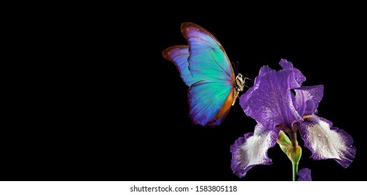 beautiful blue morpho butterfly