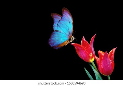 Beautiful blue morpho butterfly on a flowers on a black background.Tulip flowers in dew drops isolated on black. Tulip buds and butterfly. copy spaces.