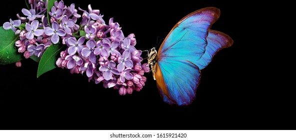 Beautiful blue morpho butterfly