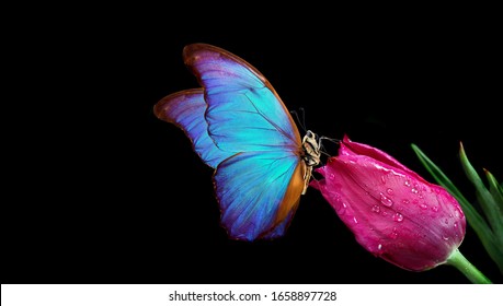 Beautiful blue morpho butterfly on a flower on a black background.Tulip flower in water drops isolated on black. Tulip bud and butterfly. copy spaces.