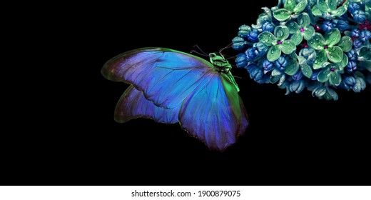 Hermosa mariposa morfo azul