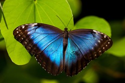 A Beautiful Blue Morpho Butterfly Perched On A Leaf.