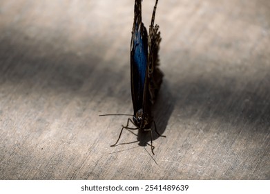 A beautiful Blue morpho butterfly rests on the ground illuminated by a beam of natural sunlight - Powered by Shutterstock