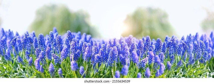 Beautiful blue Muscari flowers close up on spring meadow, floral abstract natural background. spring blossom season. Gentle colorful artistic nature image. banner