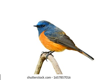 Beautiful blue and oragne Bird perching on wooden stick isolated background, exotic wild animal collection - Shutterstock ID 1657857016