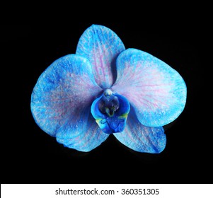 Beautiful Blue Orchid Flower On Dark Background