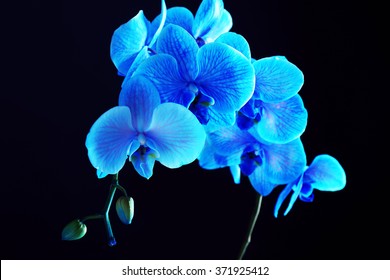 551,076 Blue Flowers On Black Images, Stock Photos & Vectors | Shutterstock