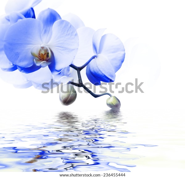 Beautiful Blue Orchid Flower Phalaenopsis Reflected Nature Stock Image 236455444,Kitchen Cabinet Colors With Dark Wood Floors