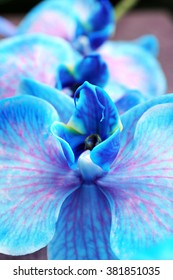 Beautiful Blue Orchid Flowers, Close Up