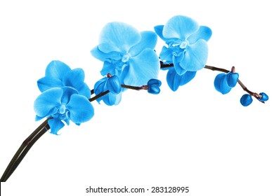 Beautiful blue orchid, isolated on white