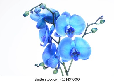 A beautiful blue orchid standing against a white background. The filigree colorful blue exotic flower has blossomed and is a symbol of life, art and the everlasting.