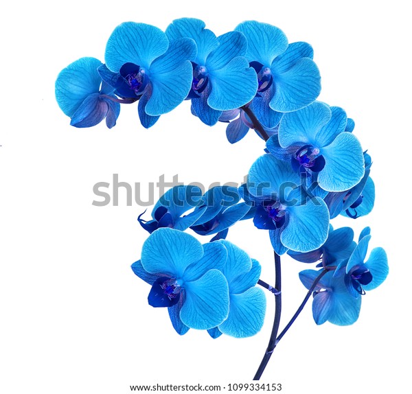 Beautiful Blue Orchid Without Background Bright Stock Photo (Edit Now ...