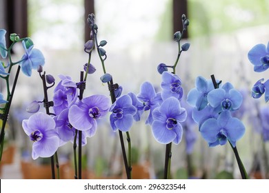  beautiful blue orchids