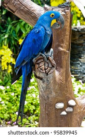 beautiful blue parrot on a tree