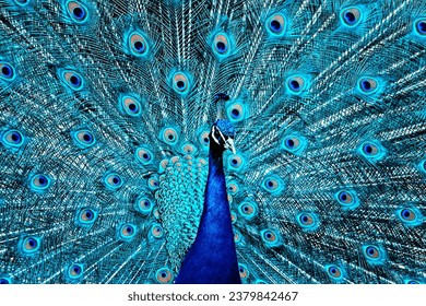 Beautiful Blue Peacock With An Open Tail Close-up - Powered by Shutterstock