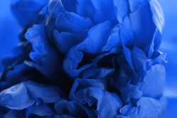 Beautiful Blue Peony As Background, Closeup View