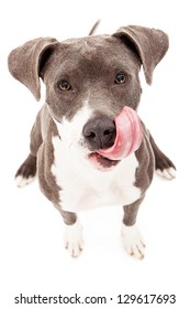 A Beautiful Blue Pit Bull Mixed Breed Dog Sitting Against A White Background With Her Tongue Out Licking Her Lips After Eating A Treat