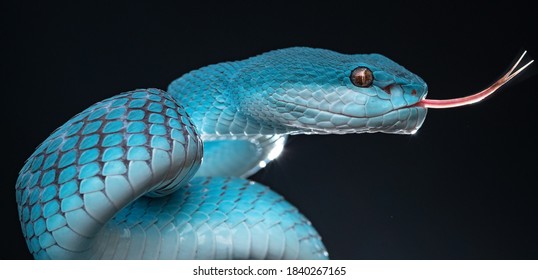 Beautiful Blue Poisonous Viper Snake