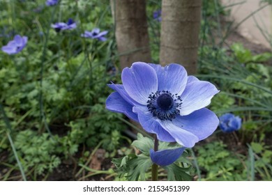 Beautiful Blue Poppy In Full Bloom. A Violet Flower, Also Known As Poppy Anemone, Anemone Coronaria, Spanish Marigold, Or Windflower Is Native To The Mediterranean. 