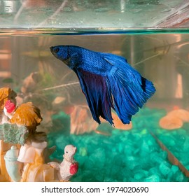 Beautiful Blue And Purple Betta Fish