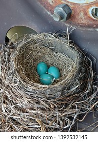 Beautiful blue Robin eggs in their nest.
