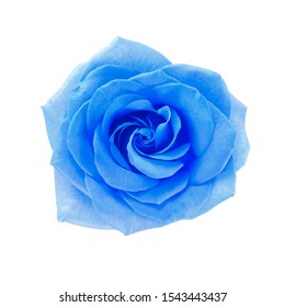 Blue Rose Images, Stock Photos & Vectors | Shutterstock