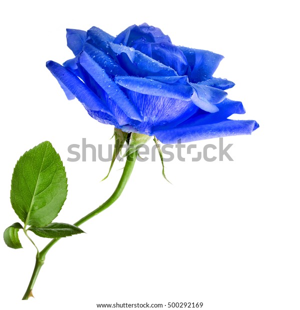 Beautiful Blue Rose Flower Water Drops Stock Photo Edit Now