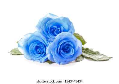 Beautiful Blue Rose Flowers On White Background