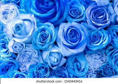 Beautiful Blue Rose Flowers, Top View