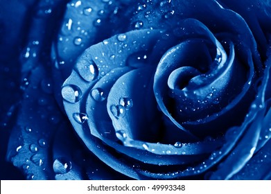 Beautiful Blue Rose Water Drops Stock Photo Edit Now