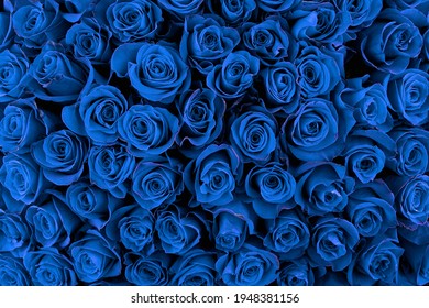 Hermosas rosas azules 