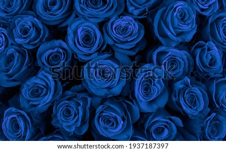 Beautiful blue roses, floral background.