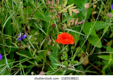 Beautiful Blue Rye Flowers And Poppies On A Sunny Day In Midsummer On The Edge Of A Ditch