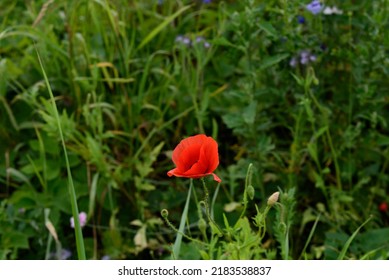 Beautiful Blue Rye Flowers And Poppies On A Sunny Day In Midsummer On The Edge Of A Ditch