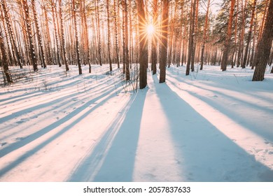 Beautiful Blue Shadows From Pines Trees In Motion On Winter Snowy Ground. Sun Sunshine In Forest. Sunset Sunlight Shining Through Pine Greenwoods Woods Landscape. Snow Nature.