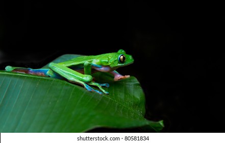 A beautiful blue sided leaf frog prepares to launch in the rainforests of Costa Rica.