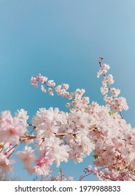 Beautiful Blue Sky Japan Pink Sakura Flowers, Cherry Blossom 