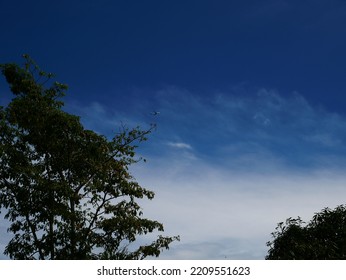 A Beautiful Blue Sky Scene With A Blooming Leafy Tree