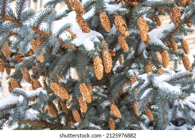 Beautiful blue spruce close-up. On the green branches of needles and white snow and brown cones with ice. Picturesque colorful nature in winter.
