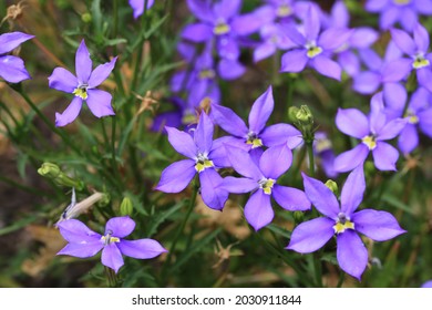 Beautiful Blue Star Creeper In Sunny August