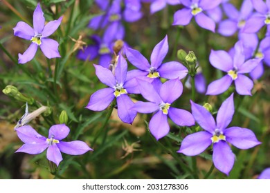 Beautiful Blue Star Creeper In Sunny August, Germany