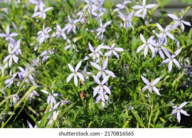 Beautiful Blue Star Creeper In Sunny June