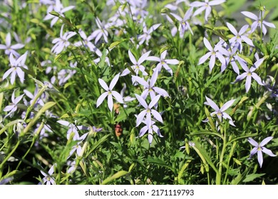 Beautiful Blue Star Creeper In Sunny June