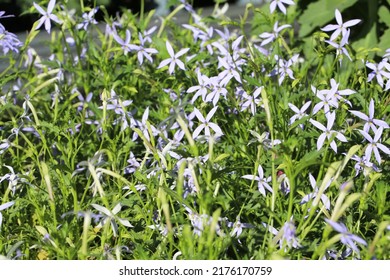 Beautiful Blue Star Creeper In Sunny June