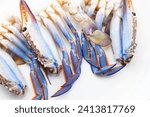 Beautiful blue tones of Blue Crab.  Preparing blue crabs for cooking. Blue crabs isolated on neutral white.