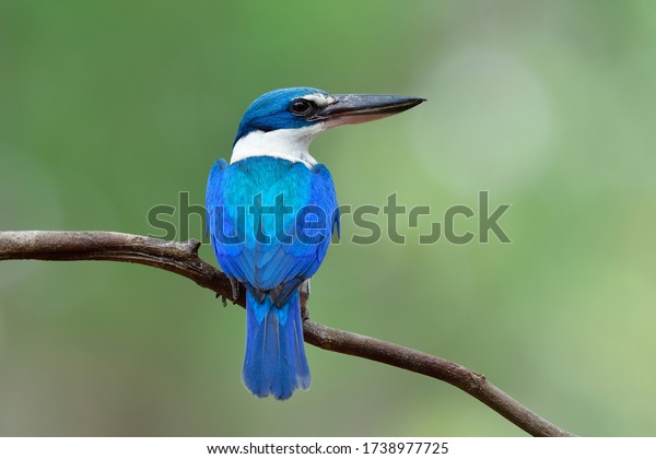 Beautiful blue and\
turquoise bird perching on thin branch showing its fine back\
feathers, collared\
kingfisher
